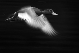 Whether you love capturing waterfalls or wildlife, knowing how to photograph movement is an essential part of a photographer's skill set. Tom Mason explains how it's done.