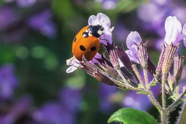 How to Choose the Right Macro Lens: An Introduction to Lenses, Part 2