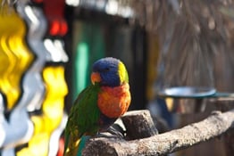 How to Photograph Animals in the Zoo