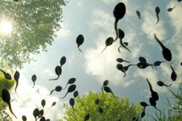 Behind the Image: Bert Willaert, Common Toad Tadpoles