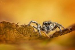 Behind the Image: Zebra Jumping Spider, by Matt Doogue