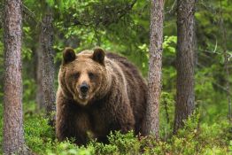 Perspective: Are Paid-For Hides Damaging Wildlife Photography?