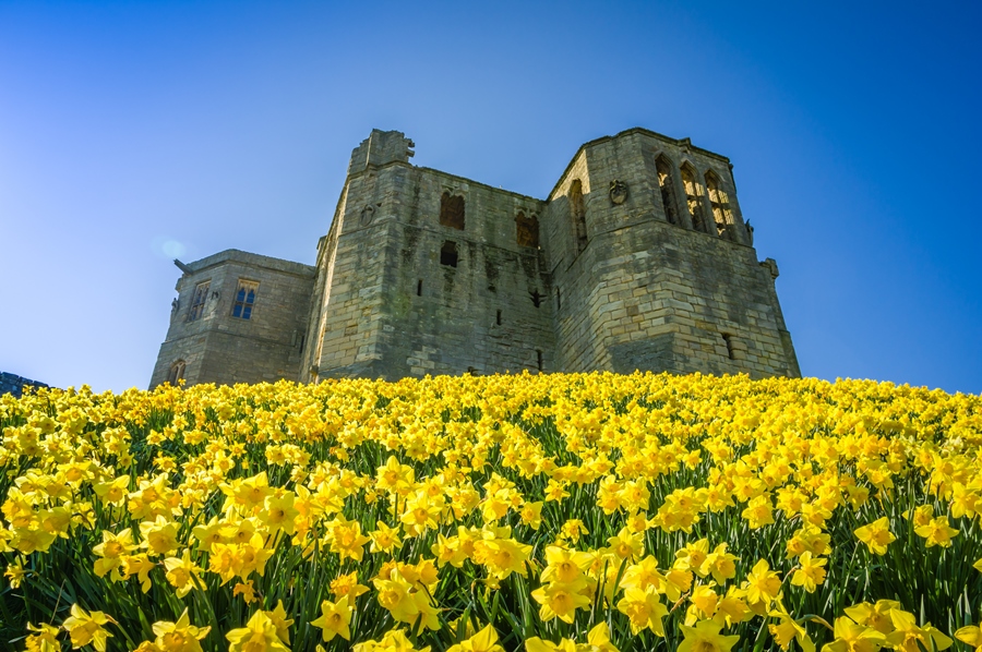 From a daffodil clad Warkworth Castle to puffins on the Farne Islands, Matty Graham shares some of his favourite locations when photographing in Northumberland