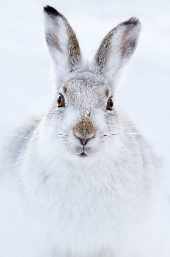 Ellie Rothnie uses high-key and low-key lighting to produce creative wildlife photographs in-camera 