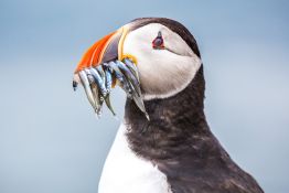 A Photographer’s Guide to Lundy Island