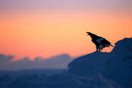 Using Negative Space in Wildlife Photography