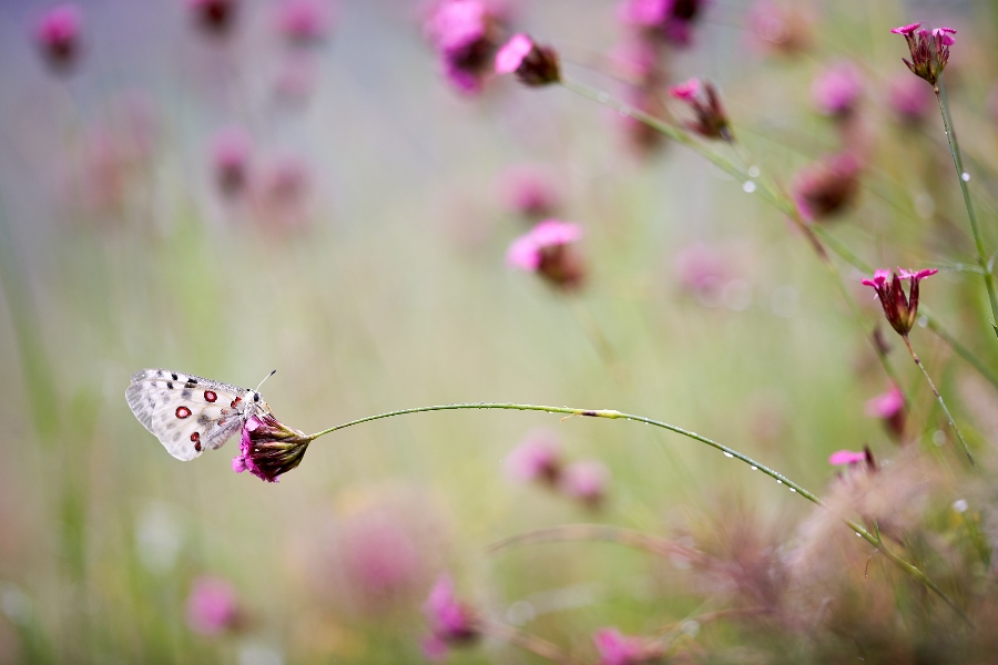 7 tips for shooting stunning wildlife macro photos