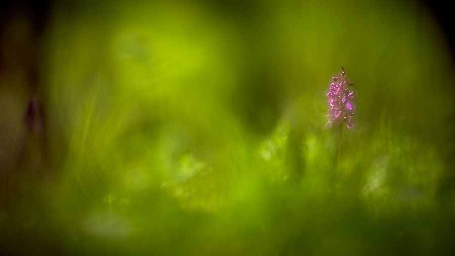 7 tips for shooting stunning wildlife macro photos