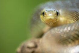 7 tips for shooting stunning wildlife macro photos