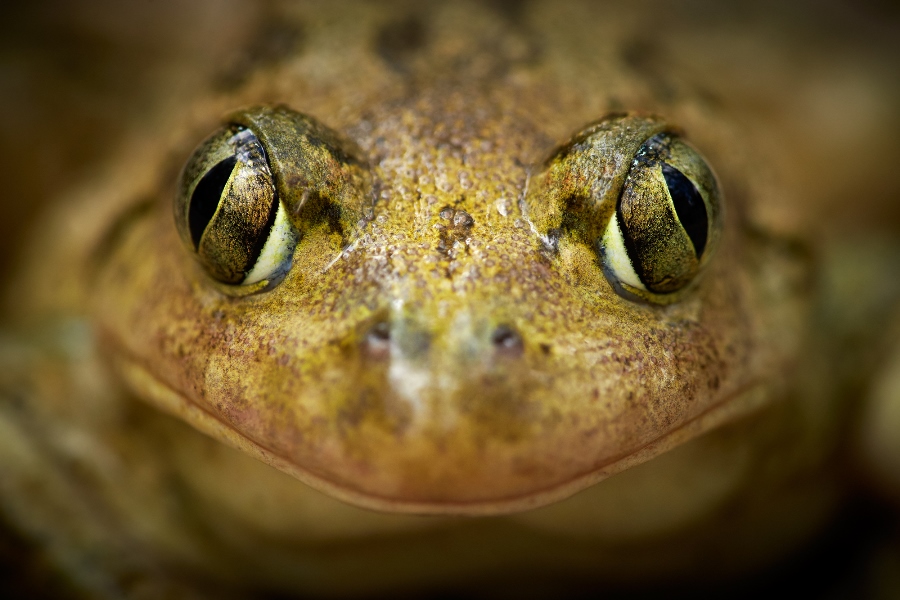 7 tips for shooting stunning wildlife macro photos