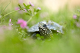 How to get started with macro photography