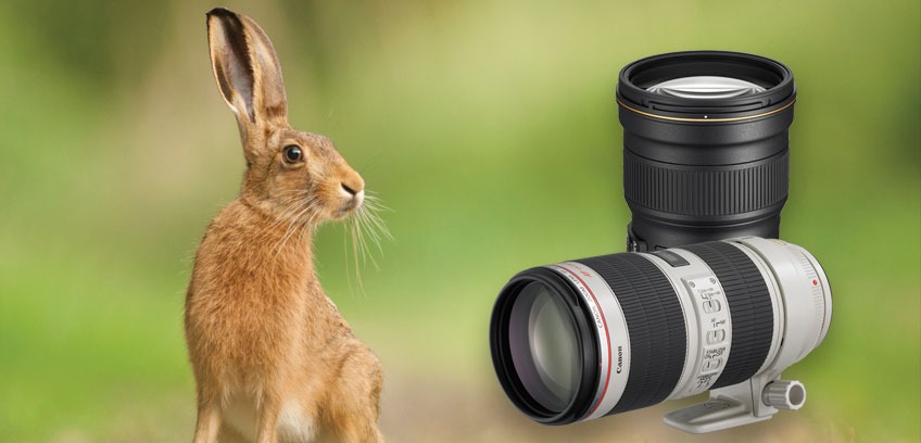 wildlife and Sport lenses banner