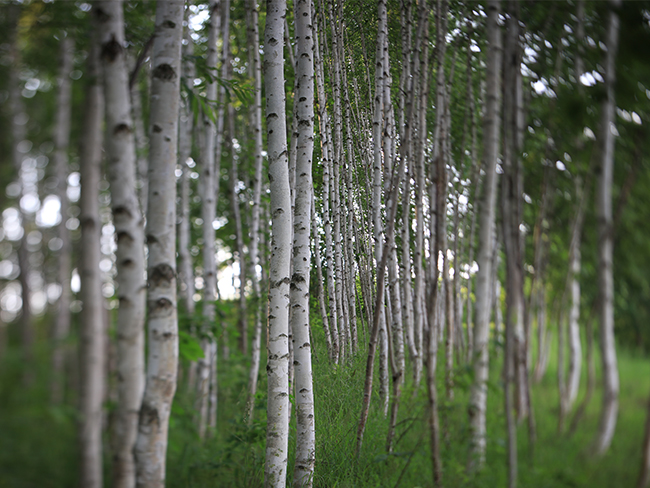 Canon TS-E 50mm Macro