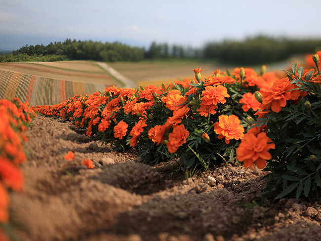 Canon TS-E 50mm Macro