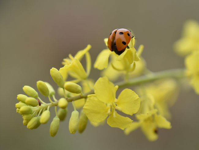 Nikon D3500 Digital SLR Camera Sample Image